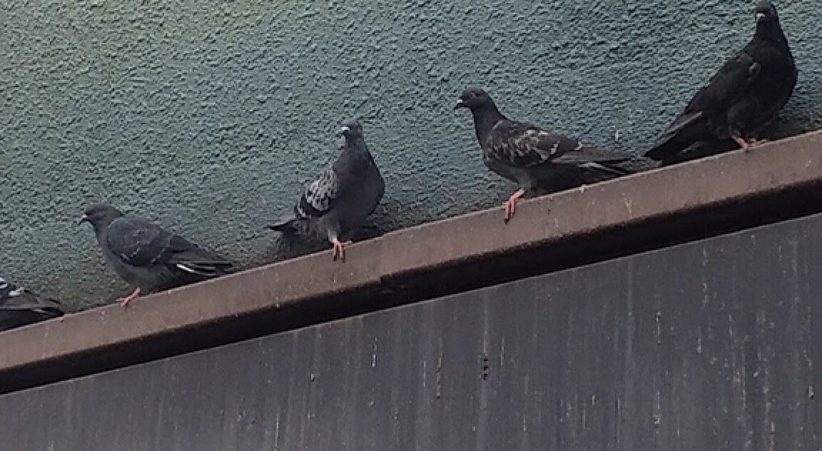 防鳥設備に必要な金具とワイヤー